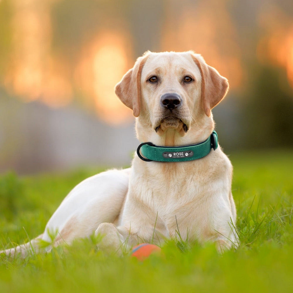 Dog's Leather Collar with ID Tag - Pet and Parent Care